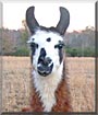 Amos the Llama