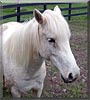 Jubilee the Connemara Pony