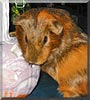 Pumpkin the Silky Guinea Pig