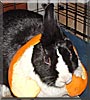 Bun Bun the Dutch rabbit