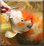 Michael the Koi