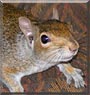 Shelby the Squirrel