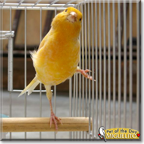 Miguelito, the Pet of the Day Miguelito, the Pet of the Day