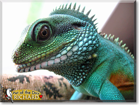 Richard, the Pet of the Day