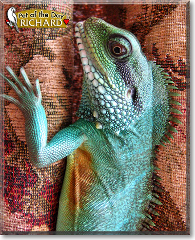Richard, the Pet of the Day