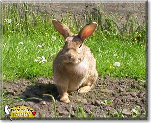 Tabby, the Pet of the Day Tabby, the Pet of the Day