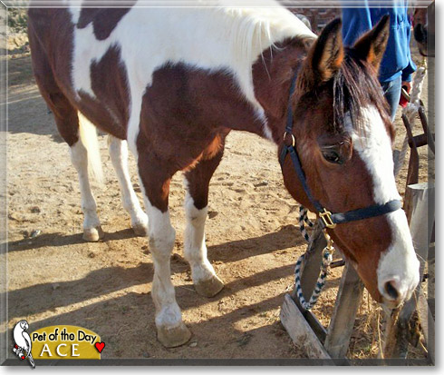 Ace, the Pet of the Day Ace, the Pet of the Day