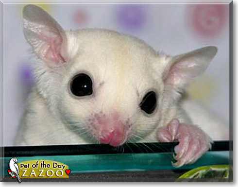 Zazoo, the Pet of the Day Zazoo, the Pet of the Day