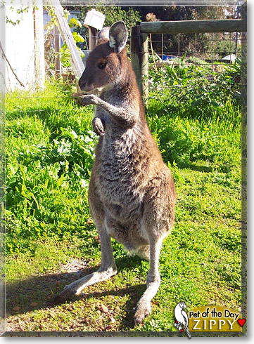 Zippy, the Pet of the Day Zippy, the Pet of the Day