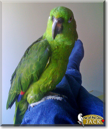 Jack, the Pet of the Day Jack, the Pet of the Day