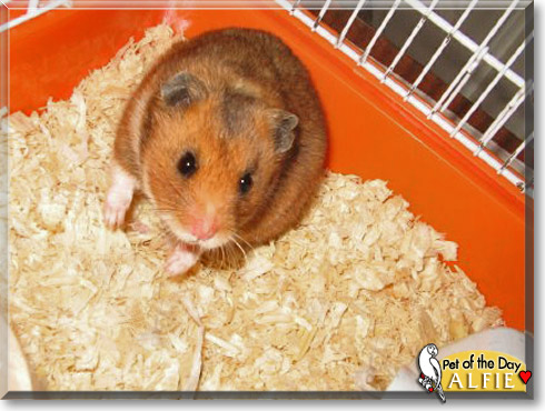 Alfie, the Pet of the Day