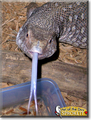 Sprokett, the Pet of the Day