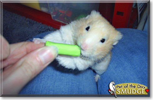 Smudge, the Pet of the Day