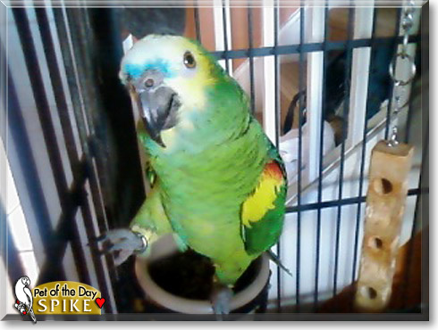 Spike, the Pet of the Day Spike, the Pet of the Day