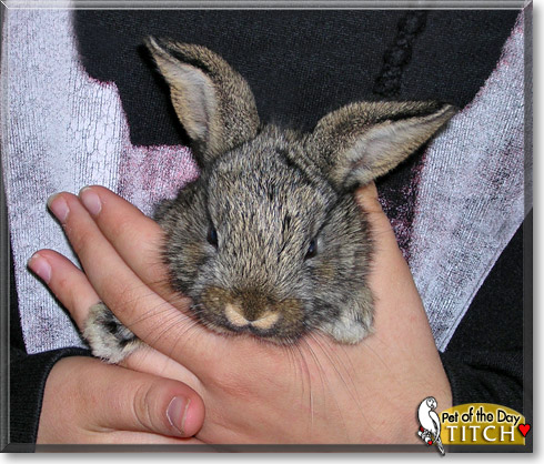 Titch, the Pet of the Day Titch, the Pet of the Day