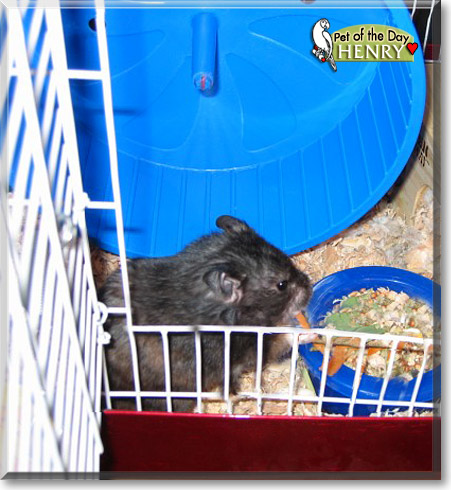 Henry, the Pet of the Day Henry, the Pet of the Day