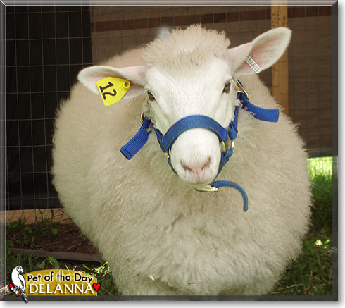 Delanna, the Pet of the Day Delanna, the Pet of the Day