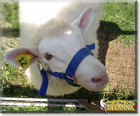Delanna, the Pet of the Day Delanna, the Pet of the Day