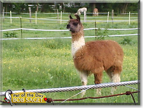 Bob Saget, the Pet of the Day