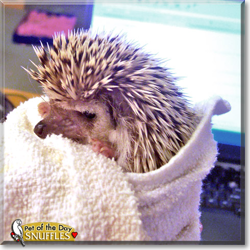 Snuffles, the Pet of the Day Snuffles, the Pet of the Day