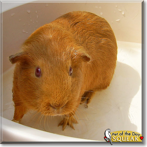 Squeak, the Pet of the Day