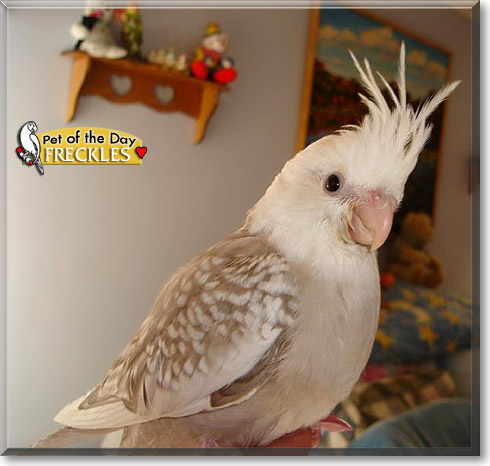Freckles, the Pet of the Day Freckles, the Pet of the Day