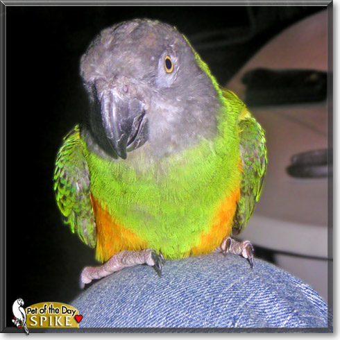 Spike, the Pet of the Day