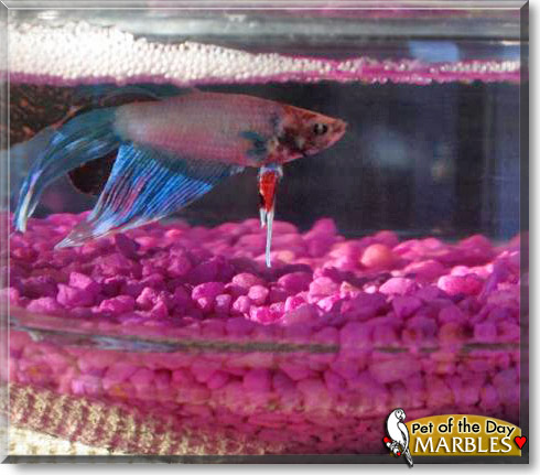 Marbles, the Pet of the Day Marbles, the Pet of the Day