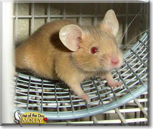 Molly, the Pet of the Day Molly, the Pet of the Day