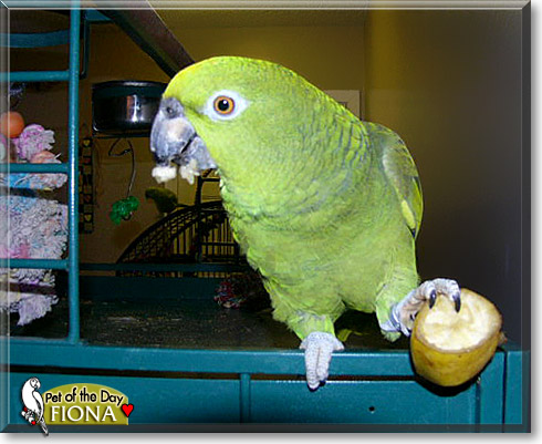Fiona, the Pet of the Day