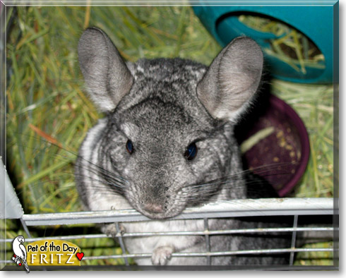 Fritz, the Pet of the Day Fritz, the Pet of the Day