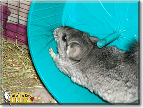 Fritz, the Pet of the Day Fritz, the Pet of the Day