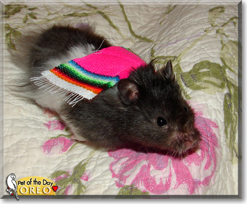 Oreo, the Pet of the Day