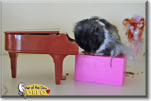 Oreo, the Pet of the Day