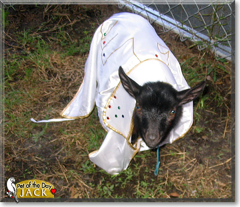 Jack, the Pet of the Day Jack, the Pet of the Day