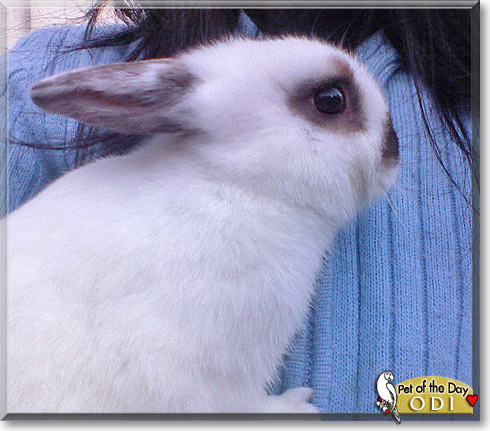 Odi, the Pet of the Day