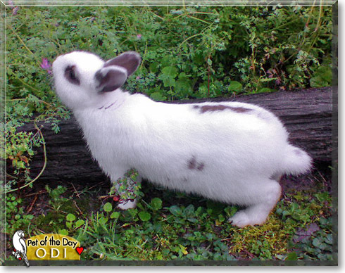 Odi, the Pet of the Day Odi, the Pet of the Day