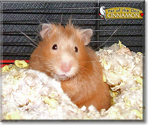 Cinnamon, the Pet of the Day Cinnamon, the Pet of the Day