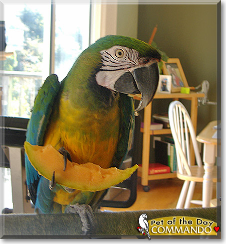 Commando, the Pet of the Day Commando, the Pet of the Day