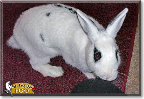 Foo, the Pet of the Day Foo, the Pet of the Day