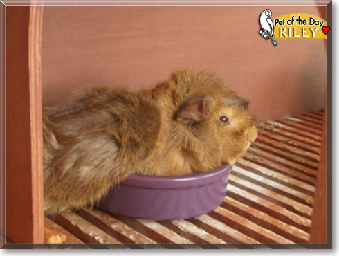 Riley, the Pet of the Day Riley, the Pet of the Day