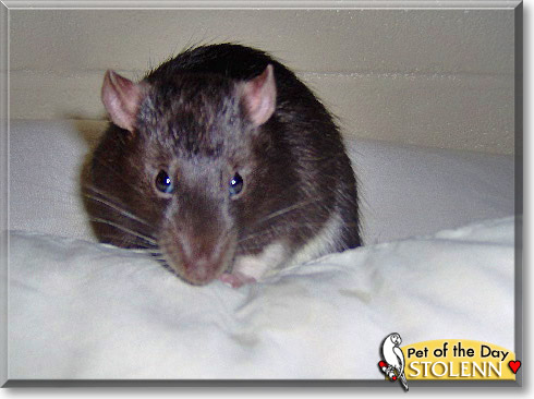 Stolenn, the Pet of the Day Stolenn, the Pet of the Day