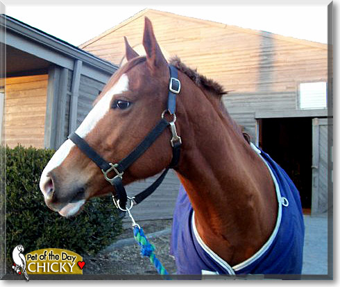 Chicky, the Pet of the Day Chicky, the Pet of the Day