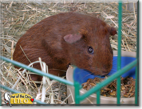 Lilo, the Pet of the Day Lilo, the Pet of the Day