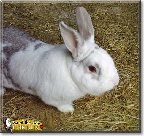Chicken, the Pet of the Day Chicken, the Pet of the Day