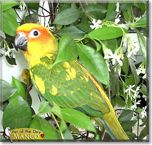 Mango, the Pet of the Day Mango, the Pet of the Day