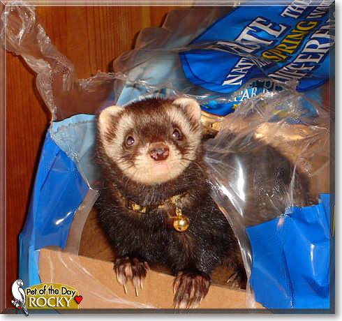 Rocky, the Pet of the Day Rocky, the Pet of the Day