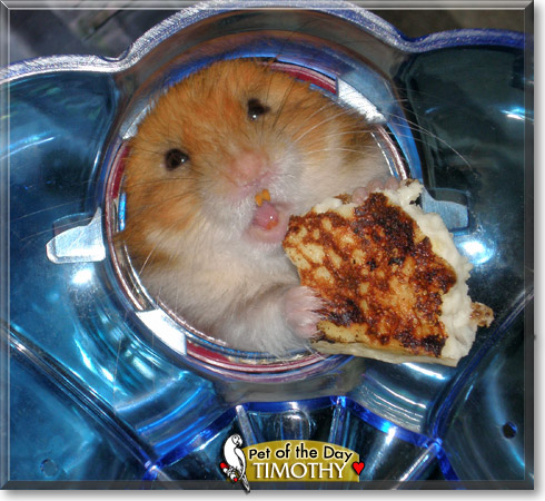 Timothy, the Pet of the Day Timothy, the Pet of the Day