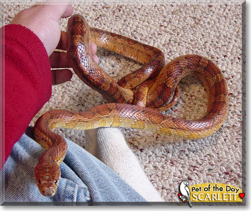 Scarlett, the Pet of the Day Scarlett, the Pet of the Day
