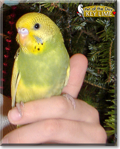 Key Lime, the Pet of the Day Key Lime, the Pet of the Day